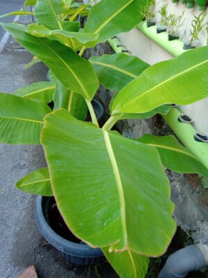 Pisang Raja Unik