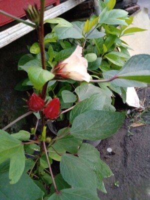 Cara Praktis Budidaya Tanaman Rosela